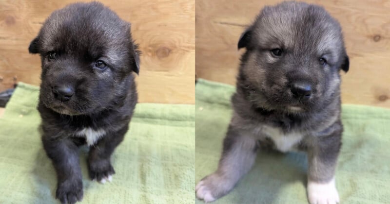 Two fluffy, dark gray puppies with white markings sit on a light green blanket against a wooden background. Both have round faces and soft fur, looking slightly toward the camera with curious, gentle expressions.