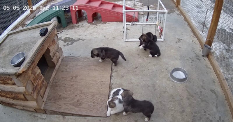 Four puppies are playing on a concrete surface near a wooden ramp, red play equipment, and a small enclosure. A metal water bowl is on the ground. The timestamp reads "05-05-2021 11:23:11.