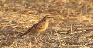 A small brown bird with streaked feathers stands on dry, yellowish grass, blending into the arid environment. The background is mostly composed of dried grass and twigs.