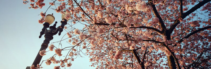 A vintage street lamp stands next to a tree with branches full of pink cherry blossoms, set against a clear blue sky in the background.