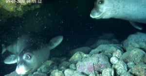 Two seals are underwater near a rocky seabed. One seal is swimming near the bottom left, facing the camera, while another seal looks on from the upper right. The timestamp reads "09-07-2020 09:59:12.