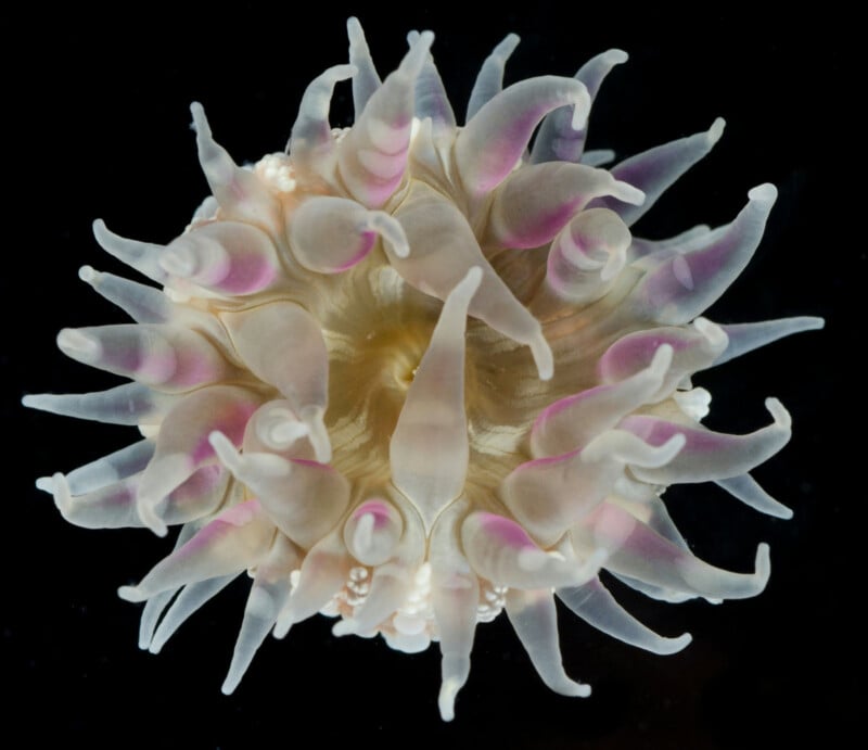 A close-up, top-down view of a sea anemone with translucent, tentacle-like appendages that have hints of pink and purple, radiating outward against a black background.