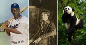A split image: a baseball player in a Dodgers uniform holding a bat, a vintage photo of a seated woman in a jacket, and a giant panda climbing a tree in a green forest.