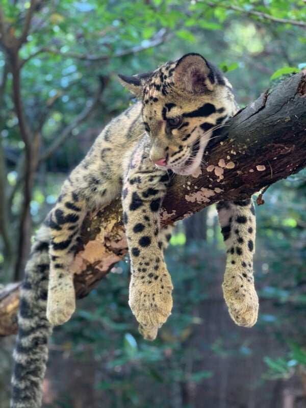 A clouded leopard rests on a tree branch with its front legs and head hanging down, looking relaxed. Lush green foliage surrounds the animal in the background.