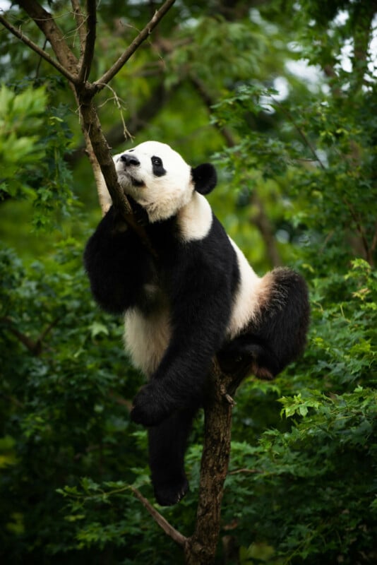 A giant panda lounges on a tree branch, hugging the trunk with its front legs and looking upward, surrounded by lush green foliage.
