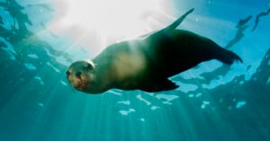 A sea lion swims underwater, illuminated by sunlight streaming through the water's surface, creating rays and reflections around the animal.