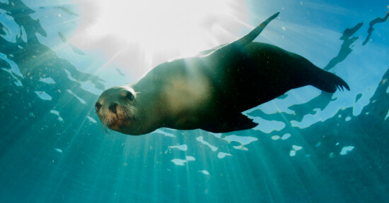 A sea lion swims underwater, illuminated by sunlight streaming through the water's surface, creating rays and reflections around the animal.