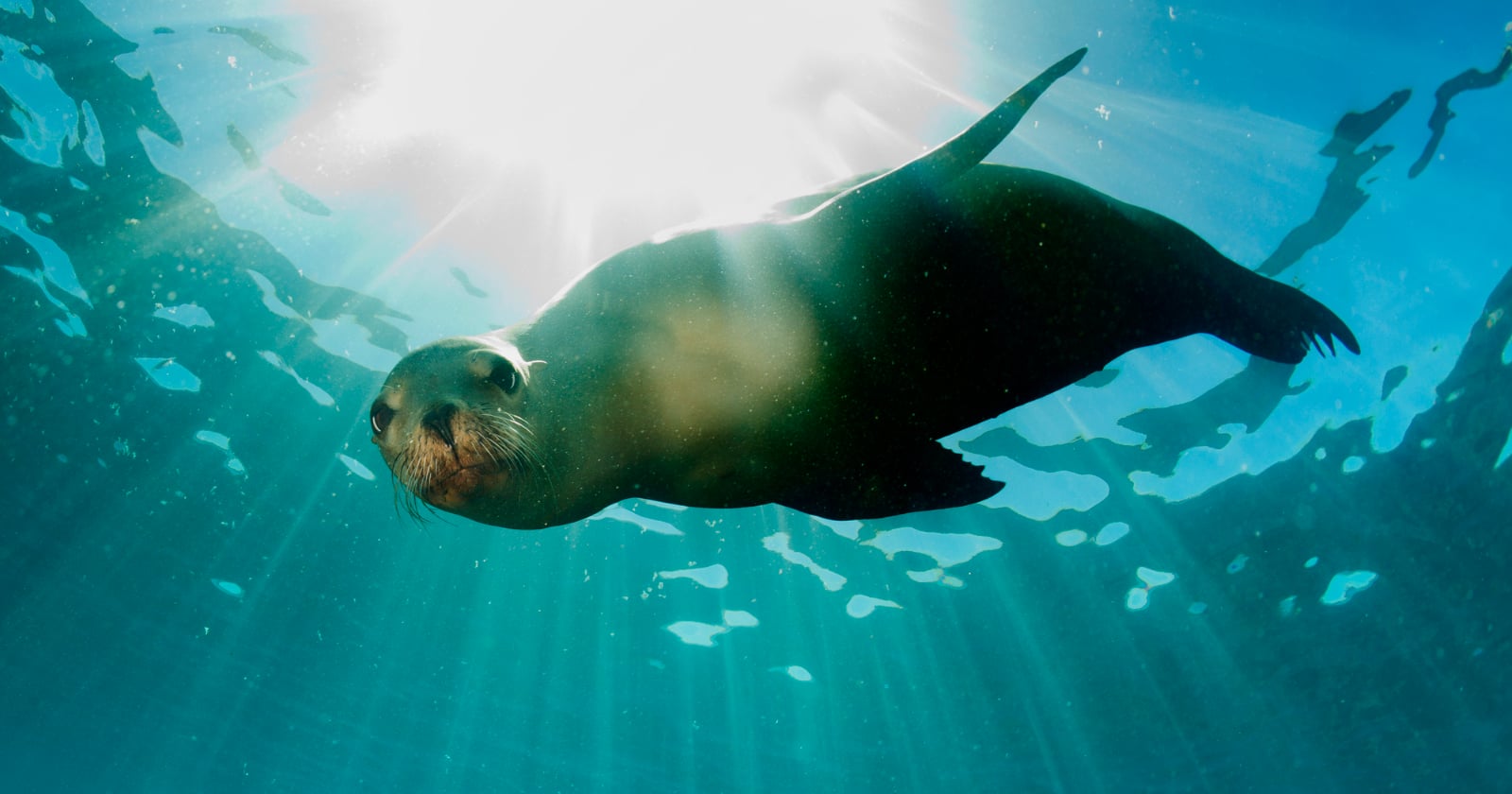 A sea lion swims underwater, illuminated by sunlight streaming through the water's surface, creating rays and reflections around the animal.