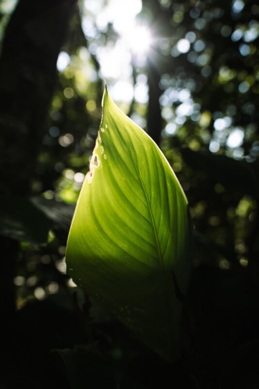 A single green leaf is brightly lit by sunlight from behind, with the sun peeking through trees in the blurred, dark forest background.