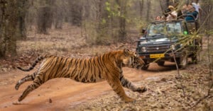 A tiger runs across a dirt road in a forest while a group of people in a safari jeep watch and take photos in the background.