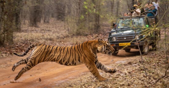 A tiger runs across a dirt road in a forest while a group of people in a safari jeep watch and take photos in the background.