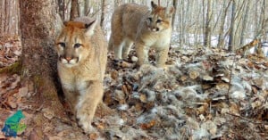Two young cougars walk through a forested area with brown leaves and patches of fur on the ground. One cougar steps forward near a tree while the other stands behind, watching. A "Voyageurs Wolf Project" logo is visible in the corner.