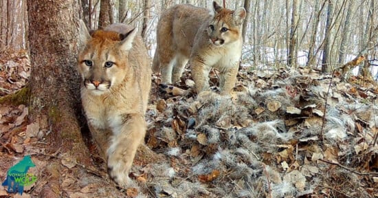 Two young cougars walk through a forested area with brown leaves and patches of fur on the ground. One cougar steps forward near a tree while the other stands behind, watching. A "Voyageurs Wolf Project" logo is visible in the corner.