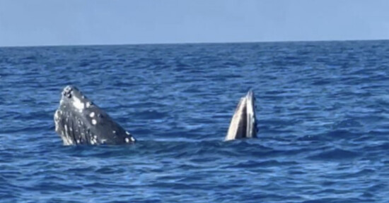 A whale partially emerges from the blue ocean, showing its head and fin above the water's surface under a clear sky.
