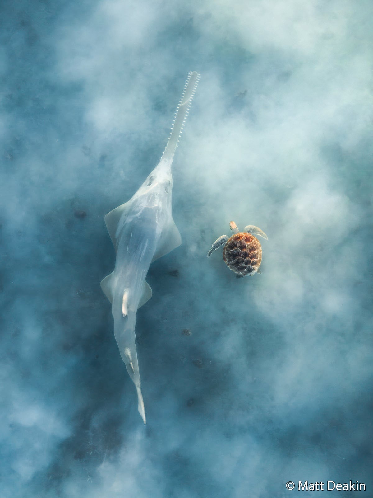 A sawfish and a sea turtle swim side by side in clear, blue water. The sawfish's long, flat snout and the turtle's patterned shell are both visible from above. Light filters through the misty water.