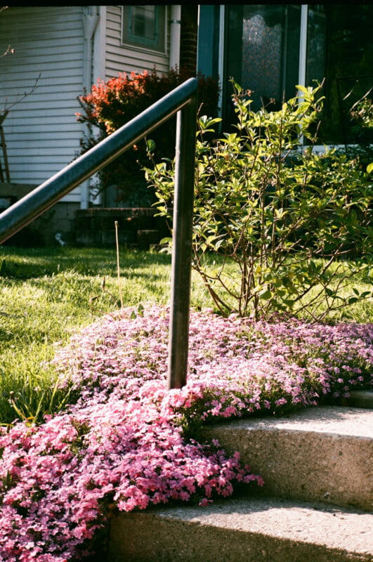 Pink flowers and green shrubs line concrete steps leading to a house. A black metal handrail runs up the steps, and sunlight casts shadows over the lawn and the front of the house.