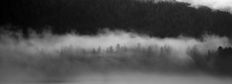 A black and white photo of a dense forest with tall trees partially obscured by thick, rolling fog. The mist creates a mysterious and moody atmosphere, blending the trees into the dark hillside behind them.