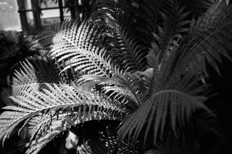 Black and white photo of large fern leaves overlapping in a sunlit indoor area, with light streaming through a window and casting shadows on the textured foliage.