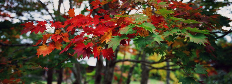 Branches of a tree with leaves turning red, orange, and green, indicating autumn. The background is blurred, highlighting the colorful foliage.