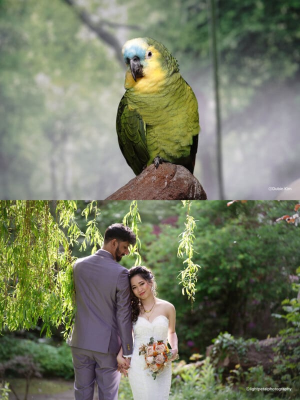 The image is split in two: the top half shows a green and yellow parrot perched on a branch, and the bottom half shows a bride and groom holding hands under a willow tree in a garden.