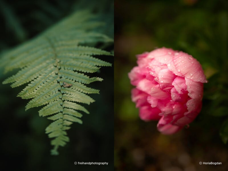 A split image: on the left, a close-up of a green fern leaf; on the right, a pink peony flower with water droplets, both set against dark, blurred backgrounds.