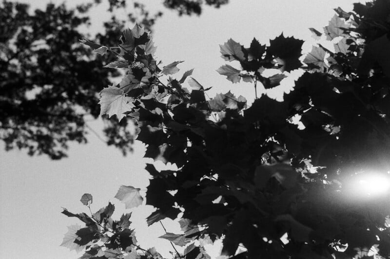Black and white photo of tree branches with leaves silhouetted against the sky, sunlight peeking through foliage, and blurry tree shapes in the background.
