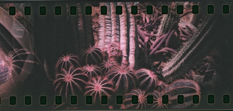 La fotografía negativa muestra varios cactus y suculentas agrupados, con ruedas dentadas de película visibles en los bordes superior e inferior. La imagen tiene un tinte rosado y la atmósfera es oscura y de mal humor.