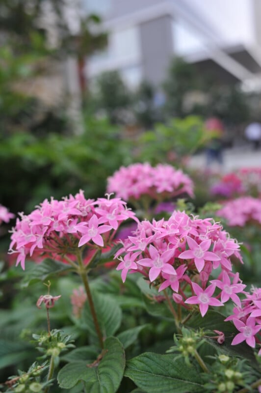 Clusters of vibrant pink star-shaped flowers with green leaves in a garden setting, with a blurred background of foliage and a building.