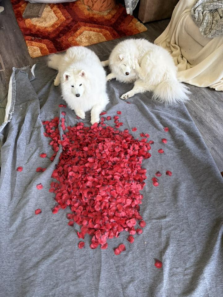 Two fluffy white dogs lay on a gray blanket indoors, with a large pile of red rose petals scattered between them. A colorful rug and cream blanket are visible in the background.