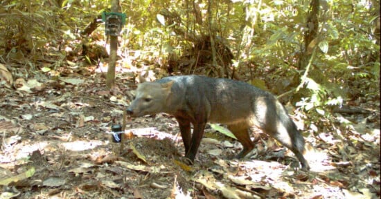 A bush dog stands on a forest floor covered in dry leaves, with a camera trap visible on a tree in the background; sunlight filters through dense foliage.