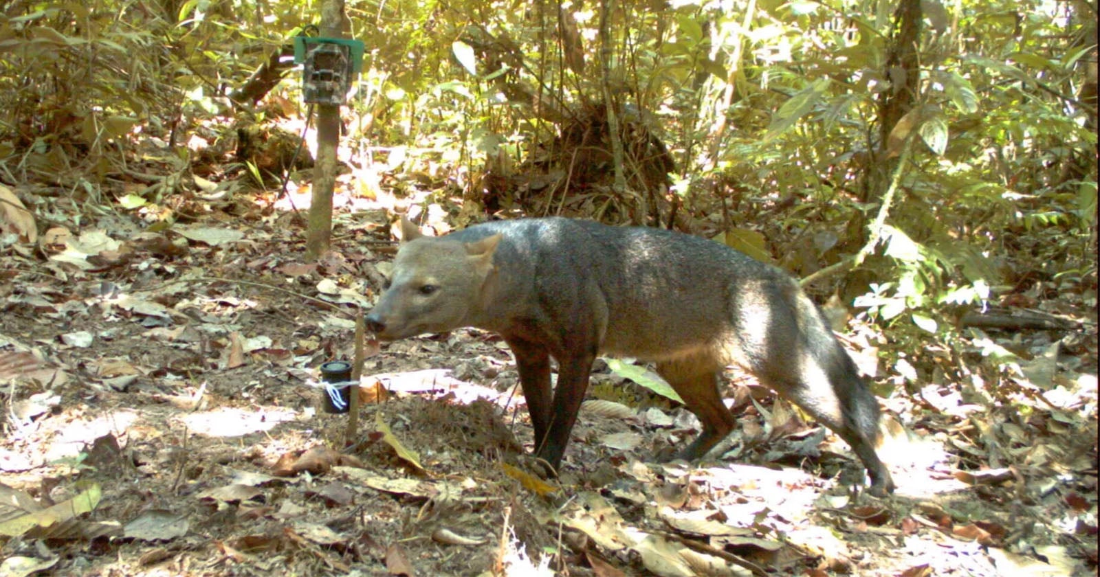 A bush dog stands on a forest floor covered in dry leaves, with a camera trap visible on a tree in the background; sunlight filters through dense foliage.
