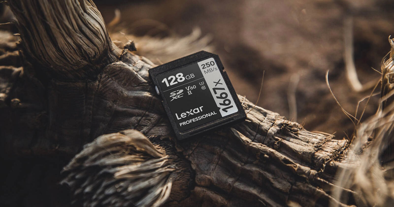 A Lexar Professional 128GB SD memory card with 250 MB/s speed rests on a textured piece of dried wood or bark in natural light.