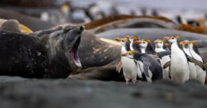A large seal with its mouth wide open lies on the ground near a group of standing penguins with yellow crests; more seals are visible in the background.