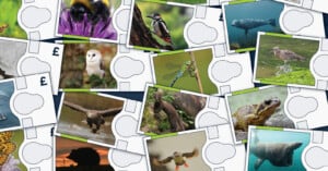 A collage of wildlife photos, including birds, a bee, a dragonfly, a seal, a frog, and a manatee, arranged on illustrated backgrounds with partially visible currency symbols.