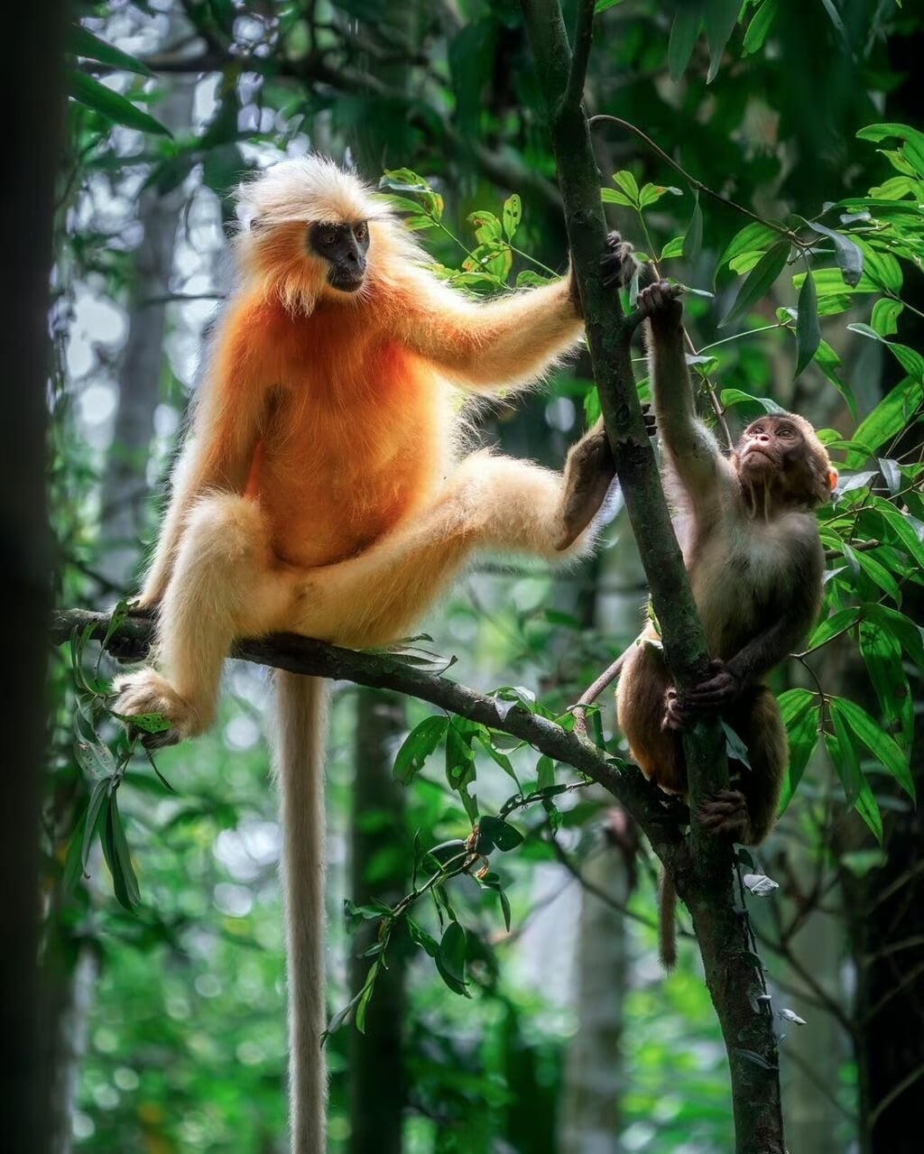 A golden langur with orange fur sits on a tree branch in a lush green forest, reaching out to a smaller monkey nearby. Sunlight filters through the leaves, creating a vibrant, natural scene.