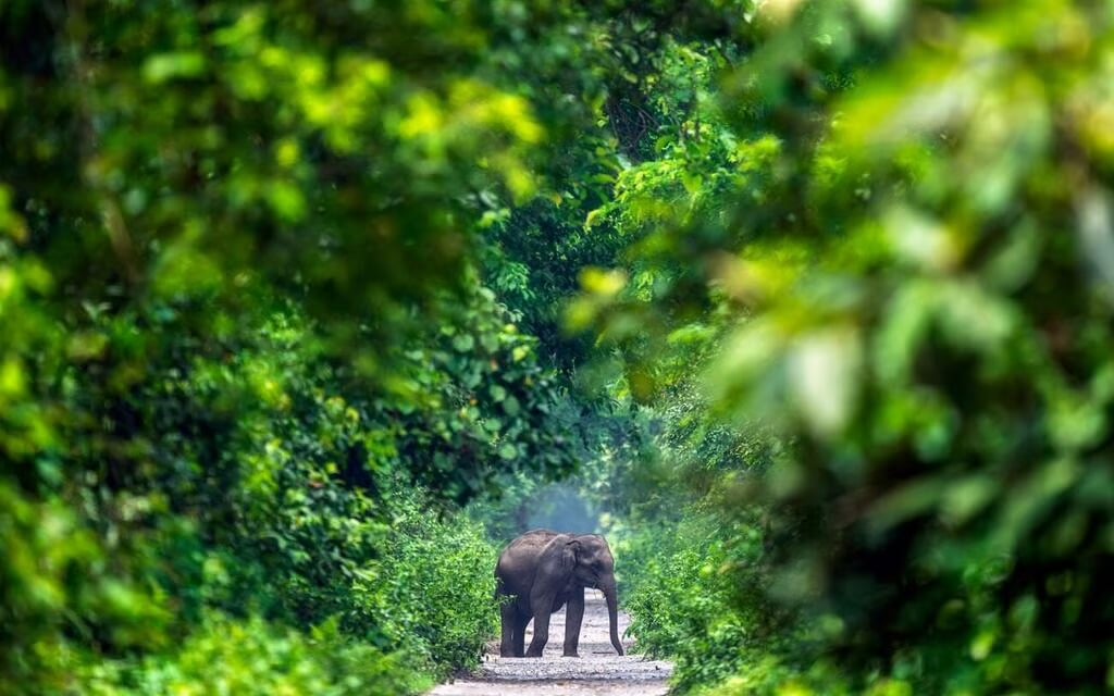 An elephant stands on a narrow dirt path surrounded by dense, lush green forest, with trees and foliage framing the scene.