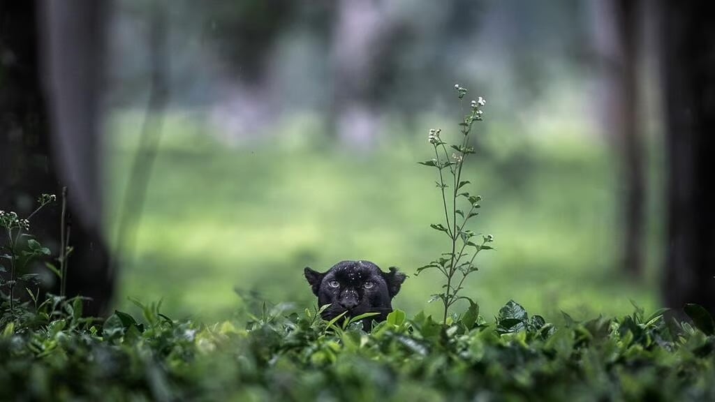 A black panther peeks cautiously through lush green foliage, with only its head and ears visible above the leaves in a forested area, surrounded by blurred trees and plants.