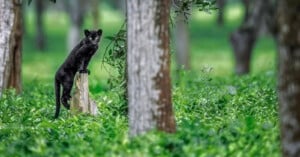 A black panther stands with its front paws on a tree stump, looking alert in a lush green forest surrounded by trees and dense vegetation.