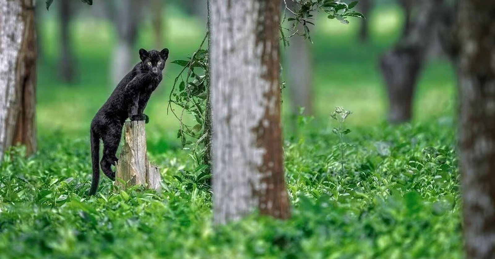 A black panther stands with its front paws on a tree stump, looking alert in a lush green forest surrounded by trees and dense vegetation.