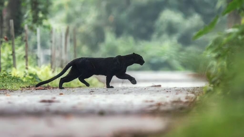 A black panther crosses a quiet forest path, surrounded by lush green foliage and trees, with a blurred background emphasizing the animal's sleek silhouette.