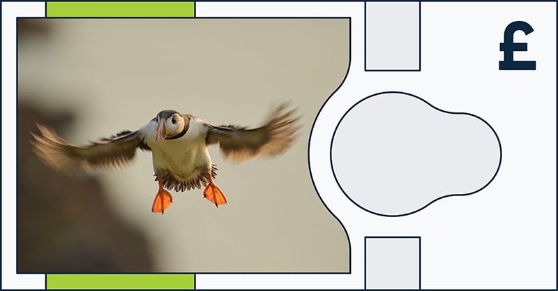 A puffin with outstretched wings and orange feet is in mid-flight against a blurred background, featured on a template resembling a banknote with a pound symbol.
