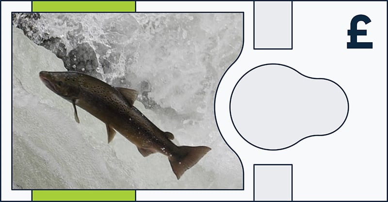 A salmon jumps upstream through white water, displayed within a banknote design featuring a pound symbol (£) on the right side.