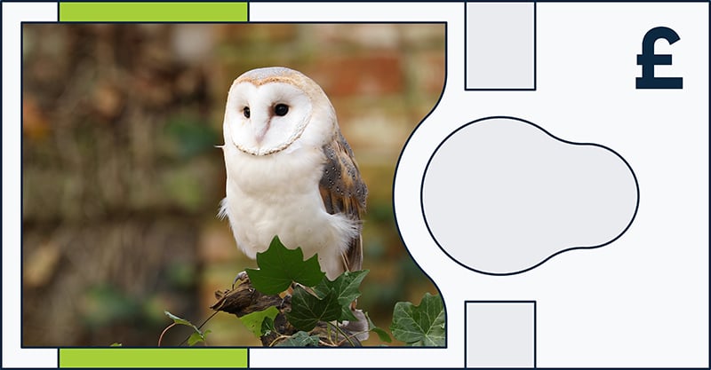 A barn owl with a white, heart-shaped face perches on a branch with green leaves. The background is blurred, and the image is framed by a graphic shape with a pound sign (£) on the right.