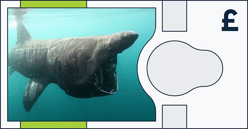 A large basking shark swims underwater with its mouth wide open. The image is framed by a banknote-style design with a pound sterling symbol in the corner.