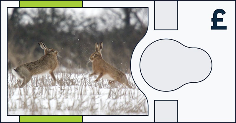Two brown hares are boxing in a snowy field with dry grass and blurred trees in the background, pictured on a note design with a large blank area and a pound sterling symbol on the right.