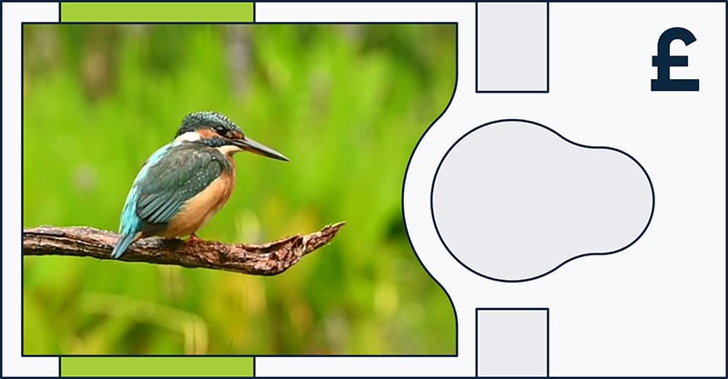 An illustrated banknote design features a kingfisher perched on a branch, with a blurred green background and a blank space shaped like a watermark. A pound sterling symbol (£) appears in the upper right corner.