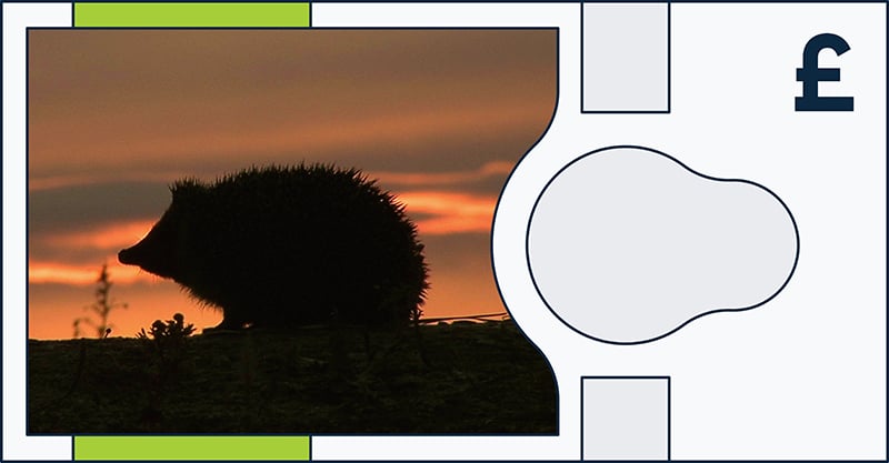 A silhouette of a hedgehog walking outdoors at sunset, with an orange sky in the background. The image is placed within a graphic design featuring a large pound symbol (£) on the right.