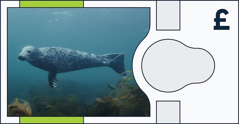 A seal swims underwater among seaweed, pictured within a rectangular frame with abstract shapes and a pound sterling symbol (£) on the right side.
