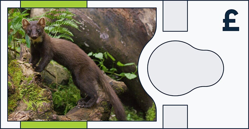An illustration of a banknote featuring a photo of a pine marten standing on mossy logs in a forest, with leaves in the background and a pound sign (£) on the right side.