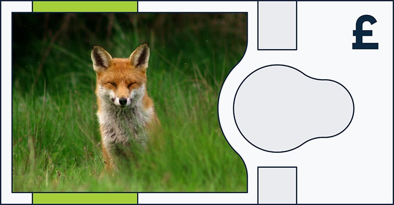 A red fox sits in tall green grass with its eyes closed, pictured on the left side of a stylized banknote design featuring a pound sterling symbol (£) on the right.